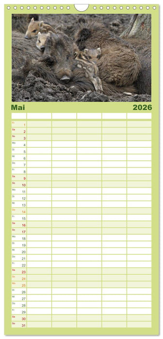 Schweinkram - Die Wildschweine sind los (CALVENDO Familienplaner 2026)