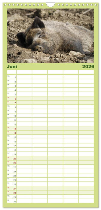 Schweinkram - Die Wildschweine sind los (CALVENDO Familienplaner 2026)