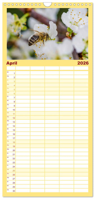 Bienenkalender (CALVENDO Familienplaner 2026)