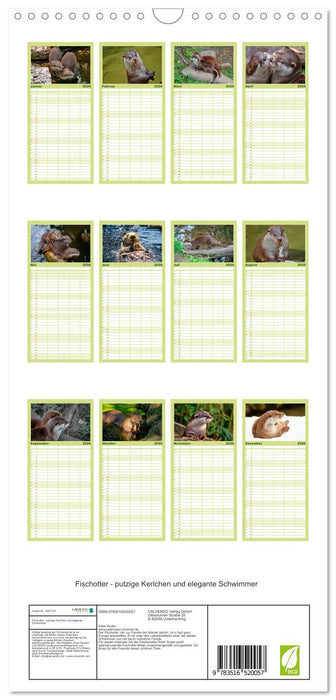 Fischotter - putzige Kerlchen und elegante Schwimmer (CALVENDO Familienplaner 2026)