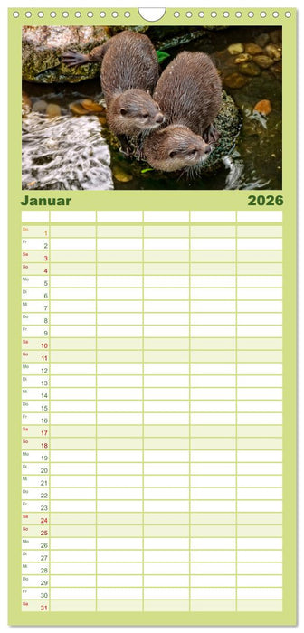Fischotter - putzige Kerlchen und elegante Schwimmer (CALVENDO Familienplaner 2026)