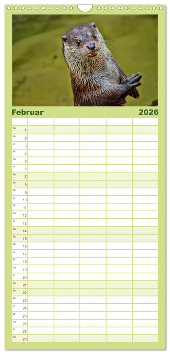 Fischotter - putzige Kerlchen und elegante Schwimmer (CALVENDO Familienplaner 2026)