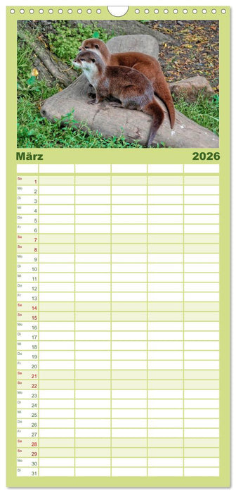 Fischotter - putzige Kerlchen und elegante Schwimmer (CALVENDO Familienplaner 2026)