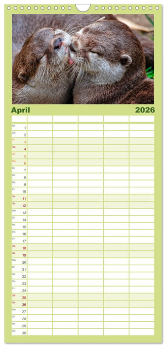 Fischotter - putzige Kerlchen und elegante Schwimmer (CALVENDO Familienplaner 2026)