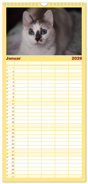 Tierschutzkatzen vom TSV-Neuss - Großes Glück auf sanften Pfoten (CALVENDO Familienplaner 2026)