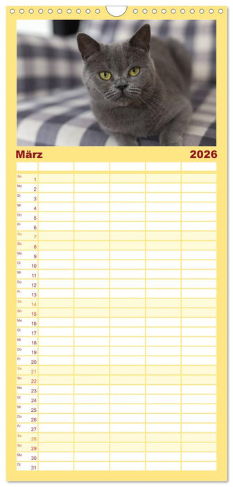 Tierschutzkatzen vom TSV-Neuss - Großes Glück auf sanften Pfoten (CALVENDO Familienplaner 2026)