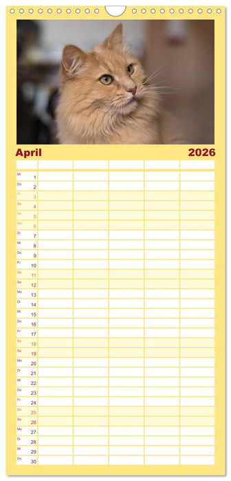 Tierschutzkatzen vom TSV-Neuss - Großes Glück auf sanften Pfoten (CALVENDO Familienplaner 2026)