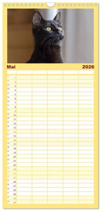 Tierschutzkatzen vom TSV-Neuss - Großes Glück auf sanften Pfoten (CALVENDO Familienplaner 2026)