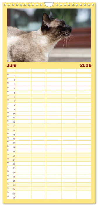 Tierschutzkatzen vom TSV-Neuss - Großes Glück auf sanften Pfoten (CALVENDO Familienplaner 2026)
