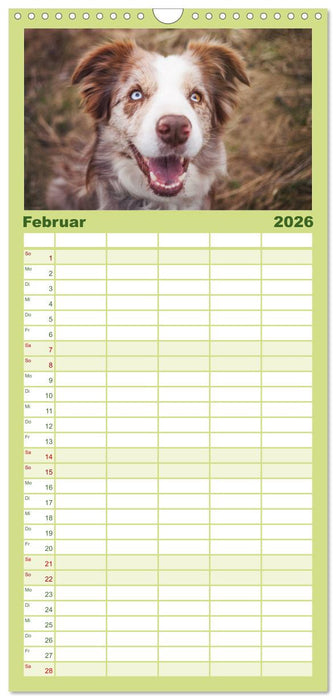 Border Collies 2026 (CALVENDO Familienplaner 2026)