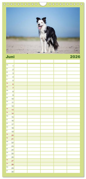 Border Collies 2026 (CALVENDO Familienplaner 2026)