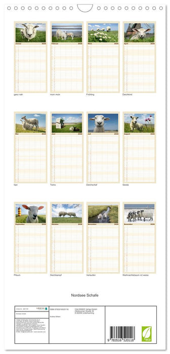 Nordsee Schafe (CALVENDO Familienplaner 2026)