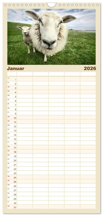 Nordsee Schafe (CALVENDO Familienplaner 2026)