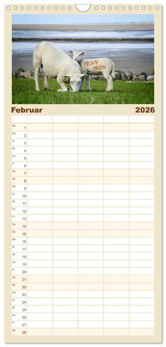 Nordsee Schafe (CALVENDO Familienplaner 2026)