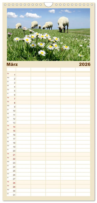 Nordsee Schafe (CALVENDO Familienplaner 2026)