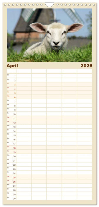 Nordsee Schafe (CALVENDO Familienplaner 2026)