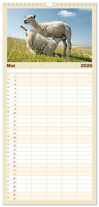 Nordsee Schafe (CALVENDO Familienplaner 2026)