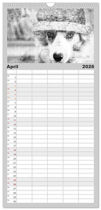 Hütehunde (CALVENDO Familienplaner 2026)