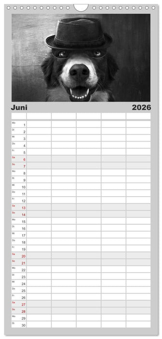 Hütehunde (CALVENDO Familienplaner 2026)