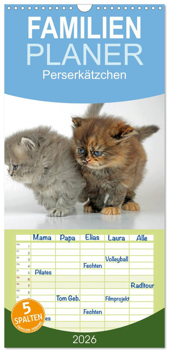 Perserkätzchen (CALVENDO Familienplaner 2026)