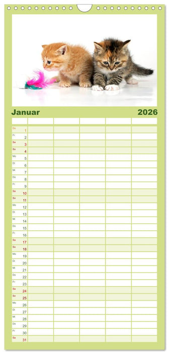 Perserkätzchen (CALVENDO Familienplaner 2026)