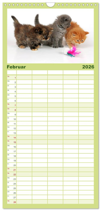 Perserkätzchen (CALVENDO Familienplaner 2026)