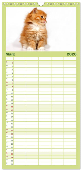 Perserkätzchen (CALVENDO Familienplaner 2026)
