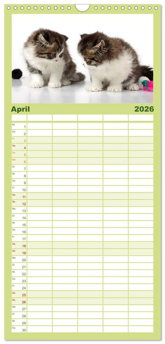 Perserkätzchen (CALVENDO Familienplaner 2026)