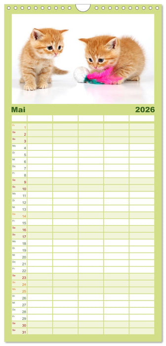 Perserkätzchen (CALVENDO Familienplaner 2026)