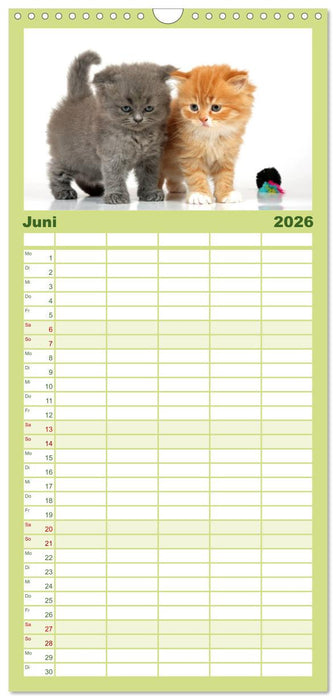 Perserkätzchen (CALVENDO Familienplaner 2026)