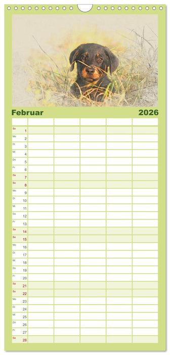 Hundewelpen 2026 (CALVENDO Familienplaner 2026)