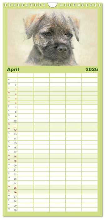 Hundewelpen 2026 (CALVENDO Familienplaner 2026)