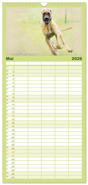 Hundewelpen 2026 (CALVENDO Familienplaner 2026)