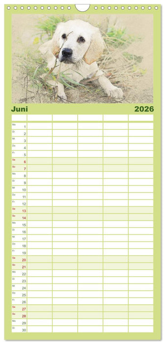 Hundewelpen 2026 (CALVENDO Familienplaner 2026)
