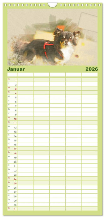 Chihuahuas 2026 (CALVENDO Familienplaner 2026)