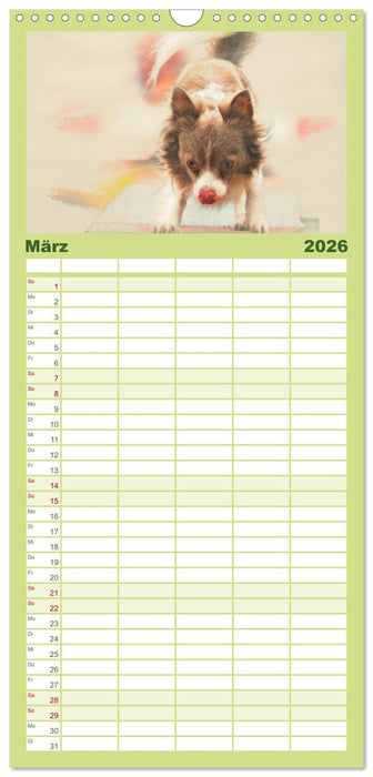 Chihuahuas 2026 (CALVENDO Familienplaner 2026)