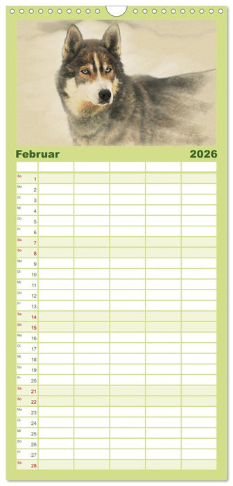 Schlittenhunde 2026 (CALVENDO Familienplaner 2026)