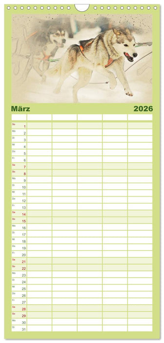 Schlittenhunde 2026 (CALVENDO Familienplaner 2026)