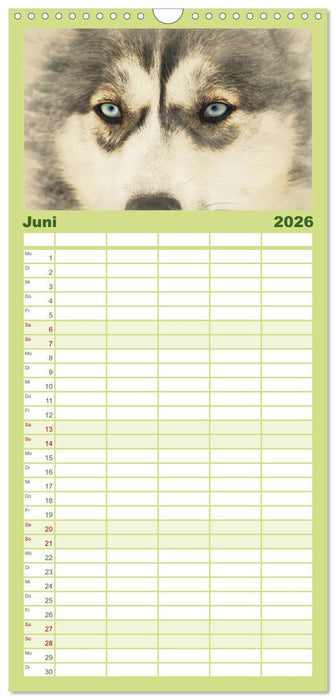 Schlittenhunde 2026 (CALVENDO Familienplaner 2026)