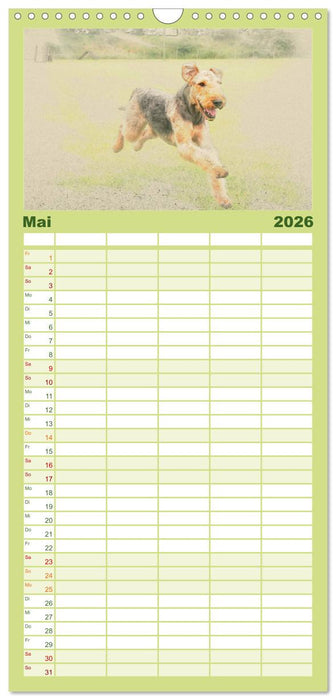 Airedale Terrier 2026 (CALVENDO Familienplaner 2026)