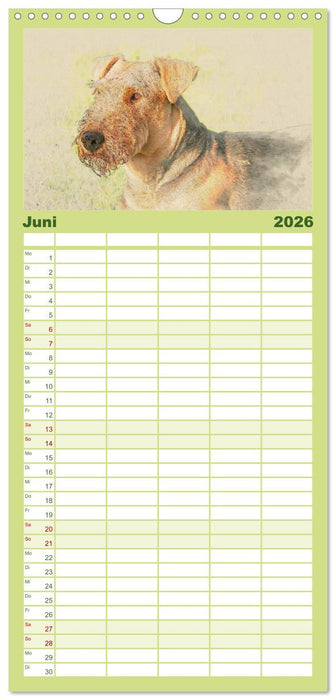Airedale Terrier 2026 (CALVENDO Familienplaner 2026)