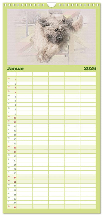 Französische Hirtenhunde 2026 (CALVENDO Familienplaner 2026)