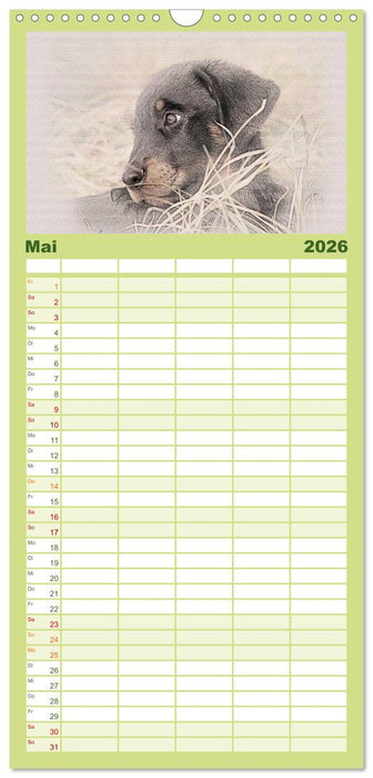 Französische Hirtenhunde 2026 (CALVENDO Familienplaner 2026)