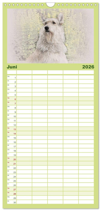 Französische Hirtenhunde 2026 (CALVENDO Familienplaner 2026)