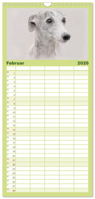 Whippet 2026 (CALVENDO Familienplaner 2026)