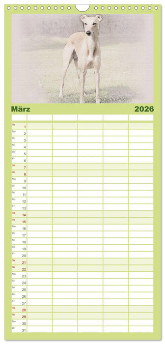 Whippet 2026 (CALVENDO Familienplaner 2026)