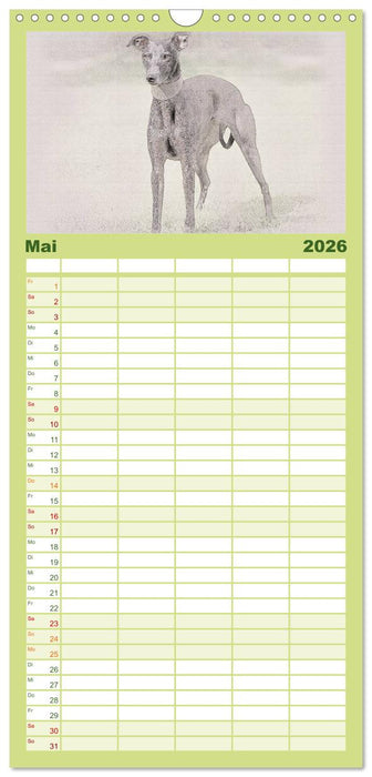 Whippet 2026 (CALVENDO Familienplaner 2026)