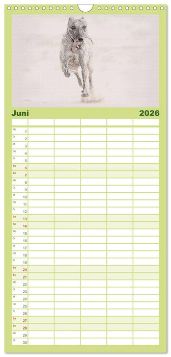 Whippet 2026 (CALVENDO Familienplaner 2026)