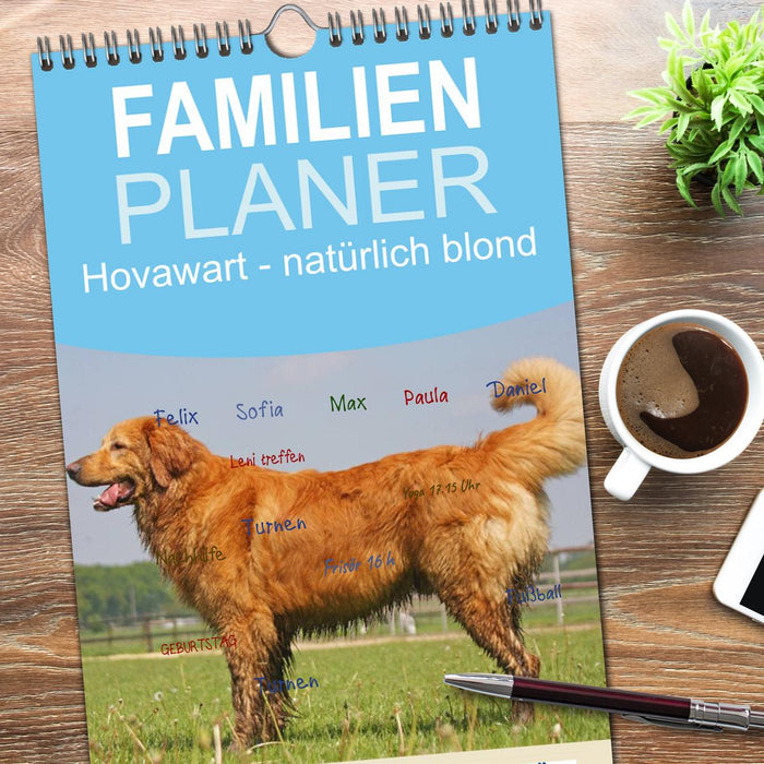 Hovawart - natürlich blond (CALVENDO Familienplaner 2026)