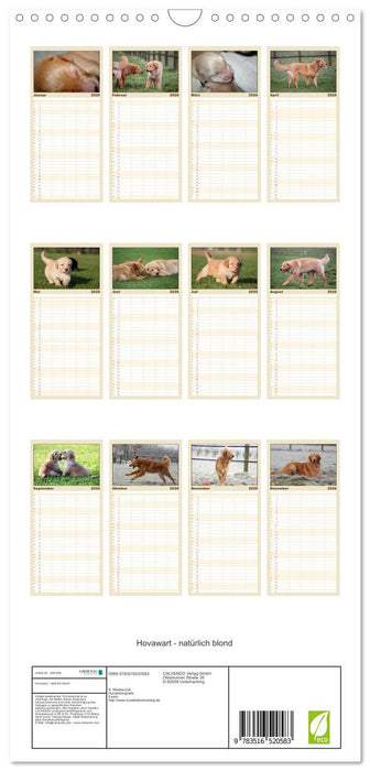 Hovawart - natürlich blond (CALVENDO Familienplaner 2026)